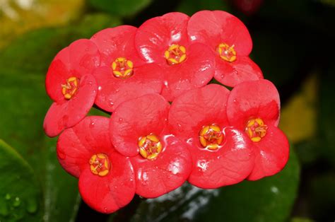 大葉麒麟花|大葉麒麟花(嘉義植物園)